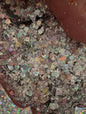 Starlight Holographic Glitter