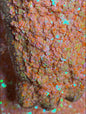 GoldFish Chunky Glitter